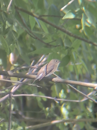 Red-breasted Flycatcher
