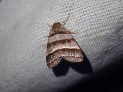 Flammona quadrifasciata