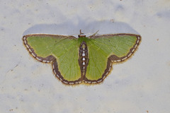 Synchlora expulsata