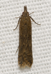 Dichomeris ligulella