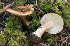 Inocybe praecox