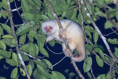 Spilocuscus maculatus observed 2026-05-19