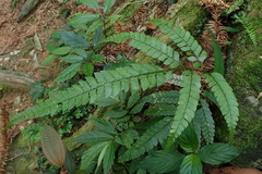 Arachniodes rhomboidea