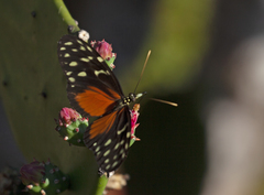 Heliconius hecale zuleika