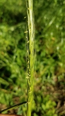 Elymus glaucus glaucus