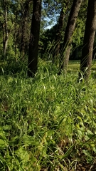 Elymus glaucus glaucus