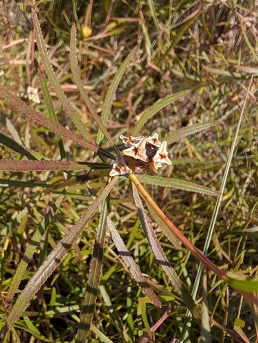 Stillingia texana, photograph 4