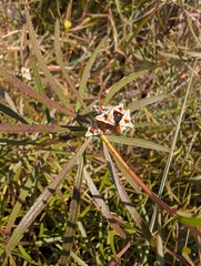 Stillingia texana, photograph (c) Grant Foster, some rights reserved (CC BY)