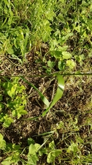 Elymus glaucus glaucus