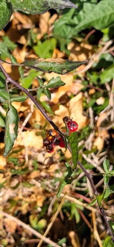 bittersweet nightshade