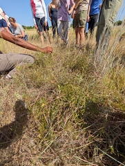 Stillingia texana, photograph (c) Grant Foster, some rights reserved (CC BY)