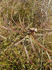 Stillingia texana, photograph (c) Grant Foster, some rights reserved (CC BY)