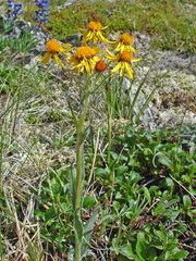 Tephroseris lindstroemii