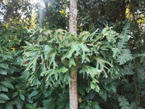 Platycerium hillii, photograph 3