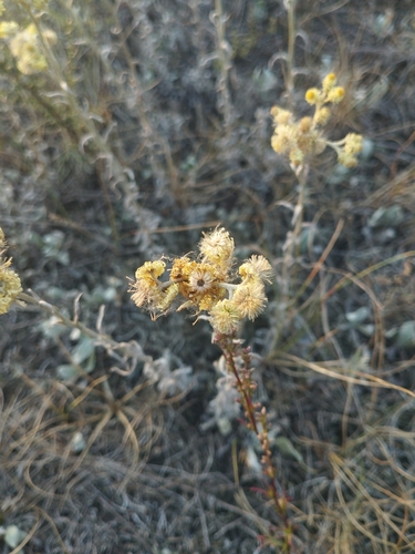 Dwarf Everlasting