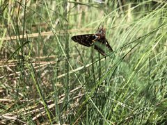 Euphydryas editha taylori