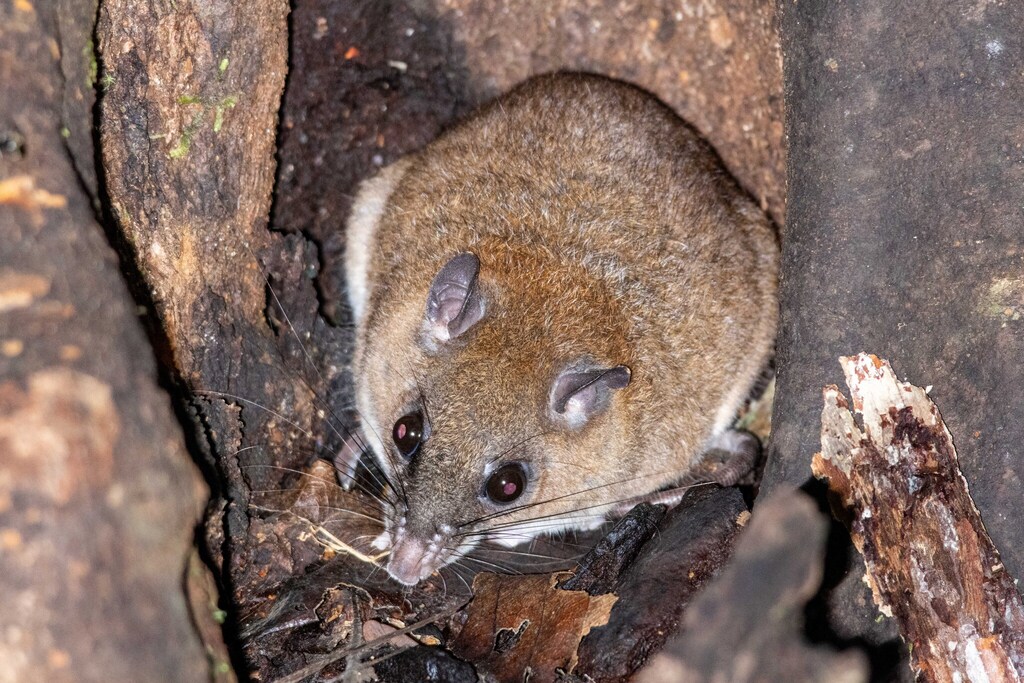 Common Lowland Paramelomys