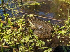 Rana luteiventris
