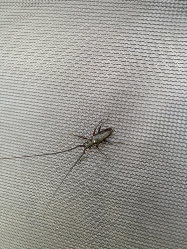 White-spotted Sawyer