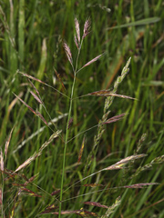 Bromus carinatus