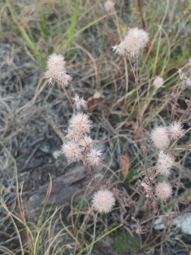 rabbitfoot clover