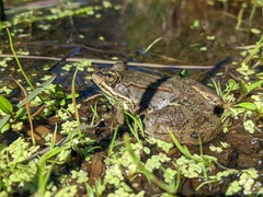 Rana luteiventris