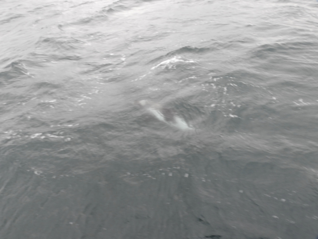 Lagenorhynchus albirostris
