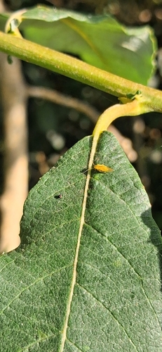 yellow barklouse