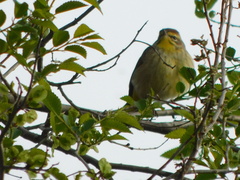 Setophaga palmarum