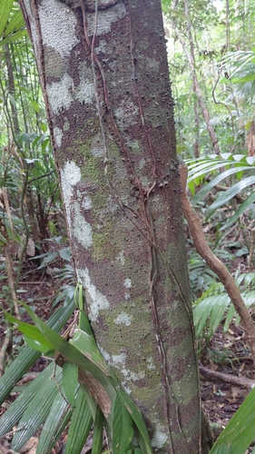 Lacmellea panamensis, 2026-08-15