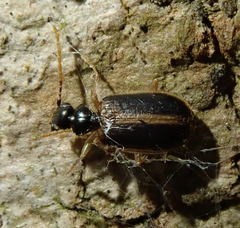 Pentagonica