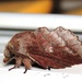 Southern Lappet Moth - Photo (c) Royal Tyler, some rights reserved (CC BY-NC-SA), uploaded by Royal Tyler