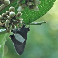 Coeliades forestan forestan