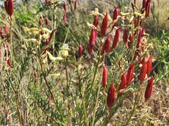 Astragalus eremiticus