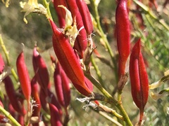 Astragalus eremiticus