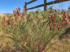 Astragalus eremiticus