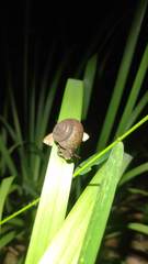 Ponderconcha murphyi