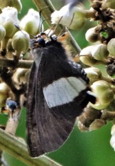 Coeliades forestan forestan