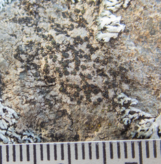 Caloplaca litoricola