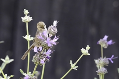 Psaltriparus minimus