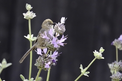 Psaltriparus minimus