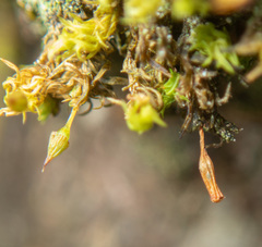 Orthotrichum columbicum