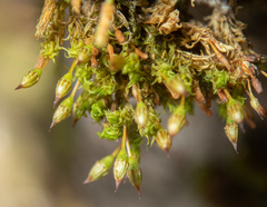 Orthotrichum columbicum