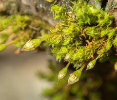 Orthotrichum columbicum