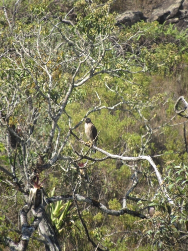Roadside Hawk