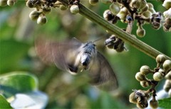 Coeliades forestan forestan