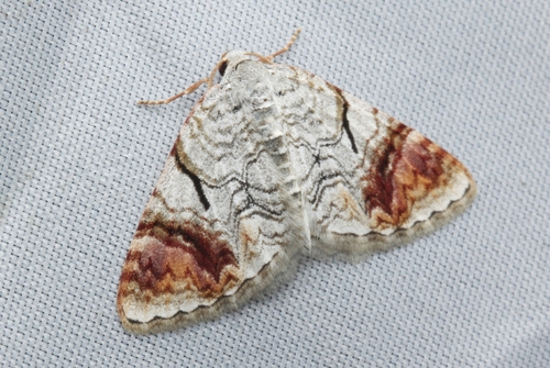 Venusia laria