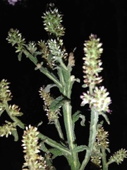 Pterocaulon redolens