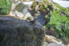 Cinclodes taczanowskii