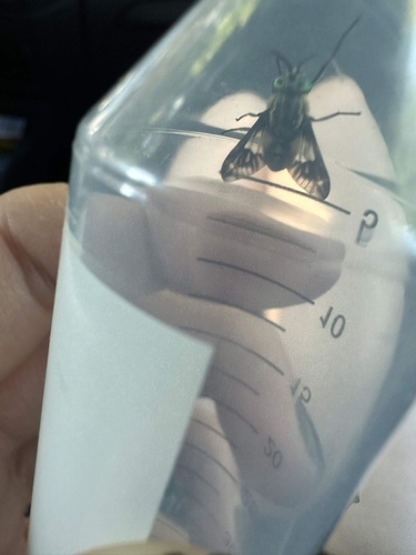 Twin-lobed Deer Fly